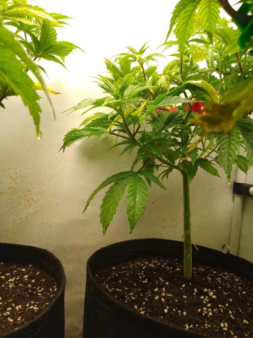 Sticky Broccoli Eternity GrowCup2026. Week 5