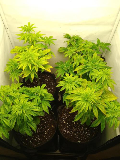 Sticky Broccoli Eternity GrowCup2026. Week 5