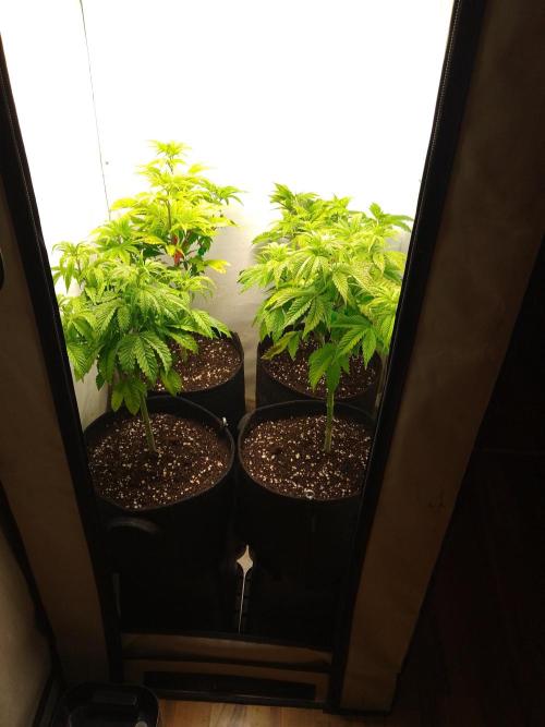 Sticky Broccoli Eternity GrowCup2026. Week 5