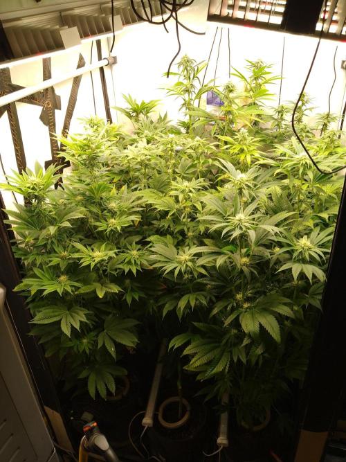 Black Cherry Cookies. Week 5