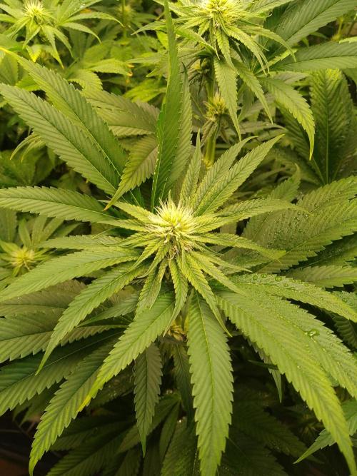 Black Cherry Cookies. Week 5