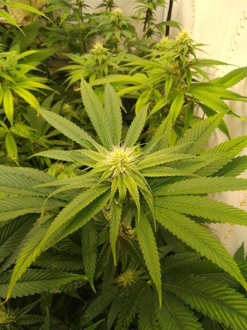 Black Cherry Cookies. Week 5