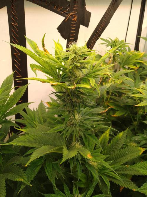 Black Cherry Cookies. Week 5