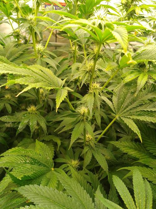 Black Cherry Cookies. Week 5