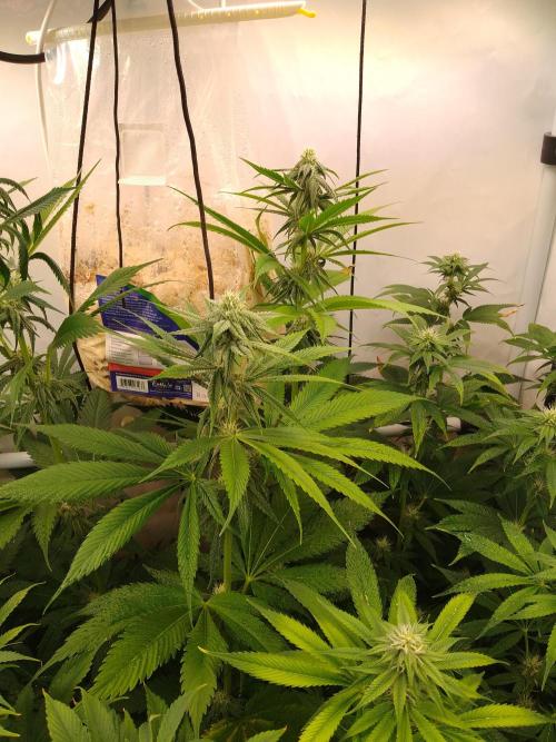 Black Cherry Cookies. Week 5