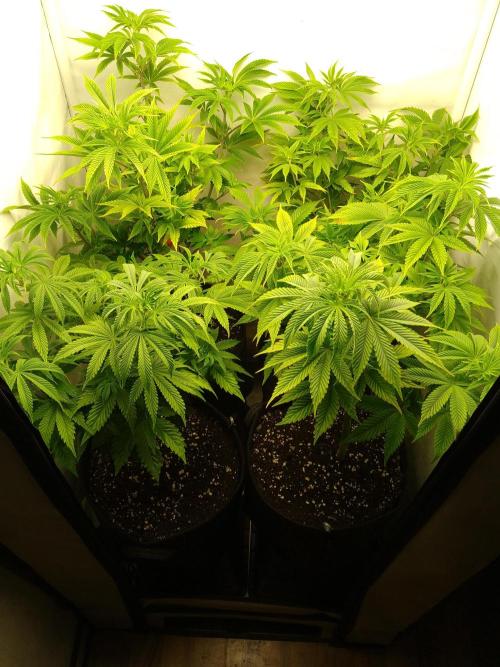 Sticky Broccoli Eternity GrowCup2026. Week 6