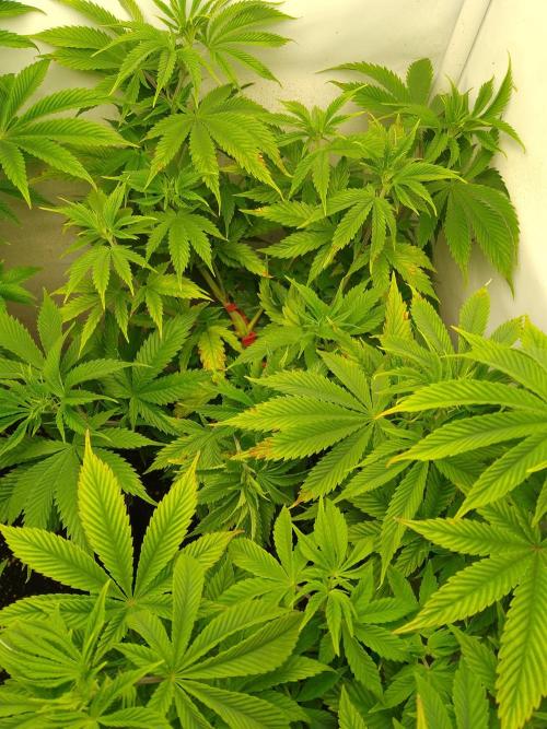 Sticky Broccoli Eternity GrowCup2026. Week 6