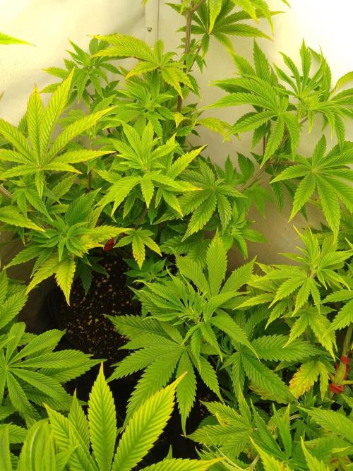 Sticky Broccoli Eternity GrowCup2026. Week 6