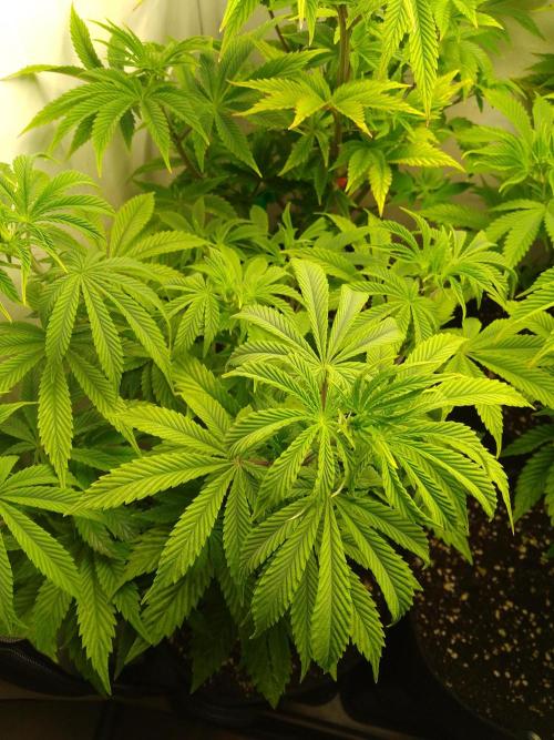 Sticky Broccoli Eternity GrowCup2026. Week 6