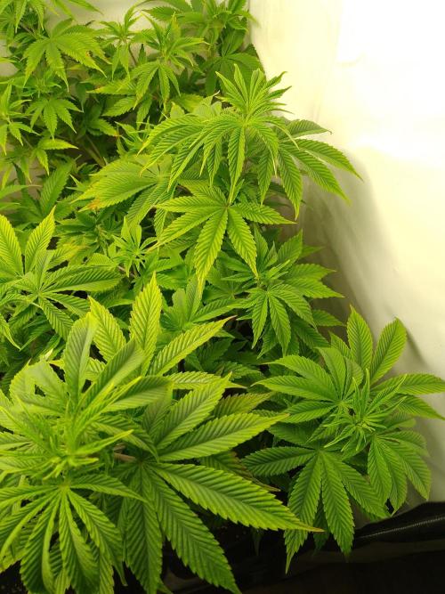 Sticky Broccoli Eternity GrowCup2026. Week 6