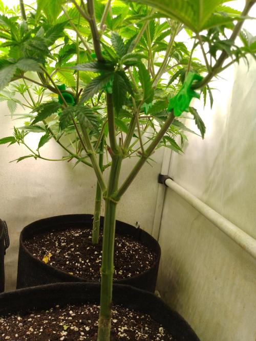 Sticky Broccoli Eternity GrowCup2026. Week 6