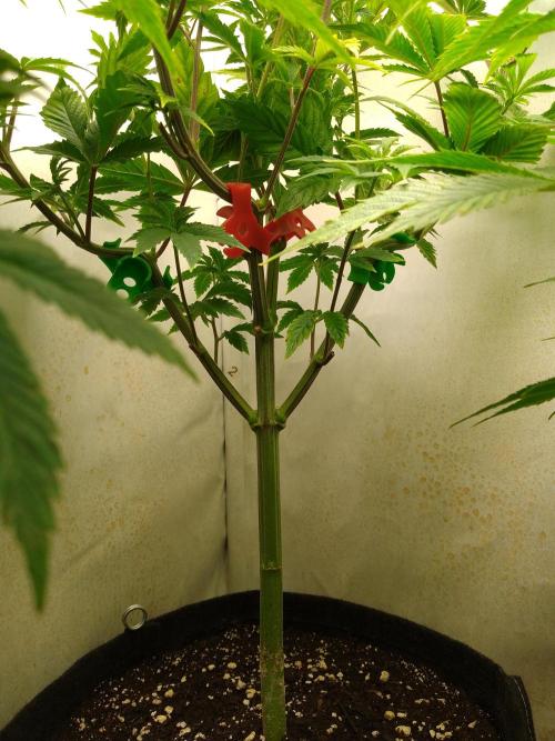 Sticky Broccoli Eternity GrowCup2026. Week 6