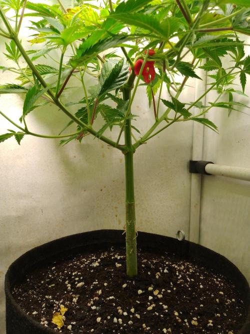 Sticky Broccoli Eternity GrowCup2026. Week 6