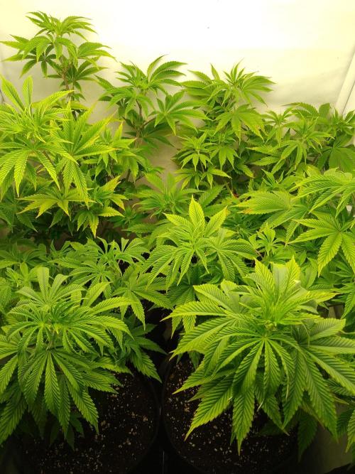 Sticky Broccoli Eternity GrowCup2026. Week 6