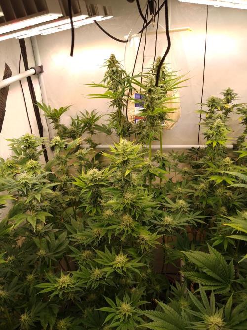 Black Cherry Cookies. Week 6