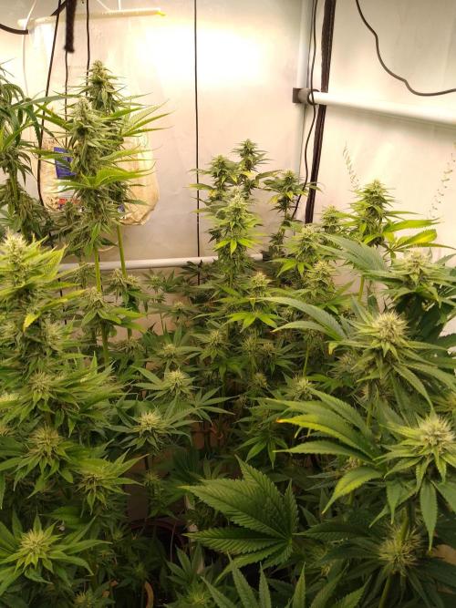 Black Cherry Cookies. Week 6