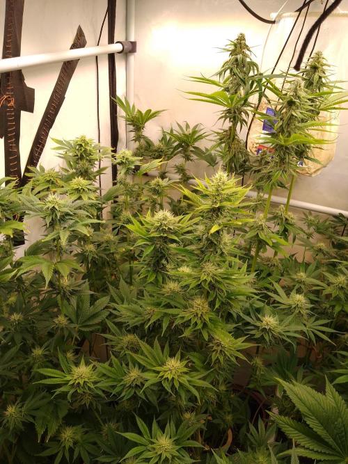 Black Cherry Cookies. Week 6