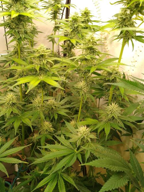 Black Cherry Cookies. Week 6