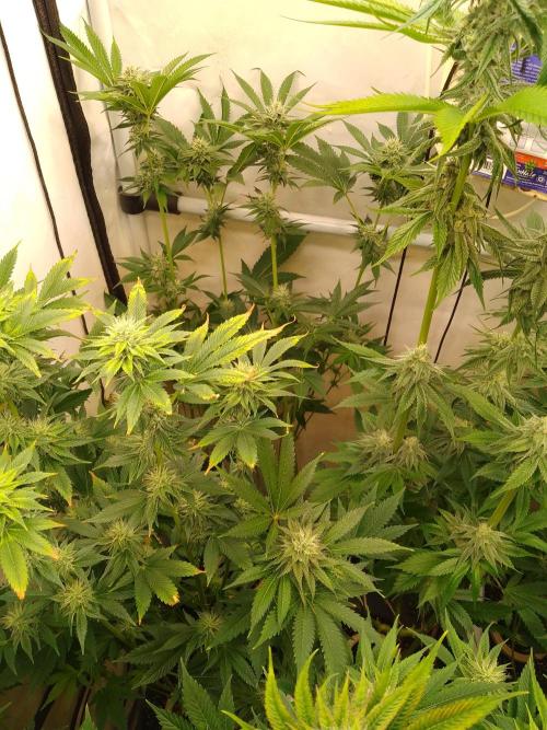 Black Cherry Cookies. Week 6