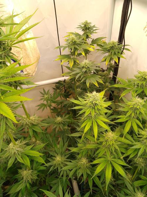 Black Cherry Cookies. Week 6