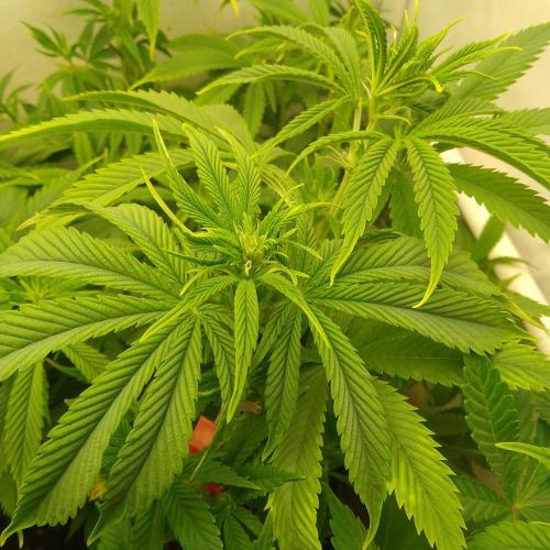 Sticky Broccoli Eternity GrowCup2026. Week 7