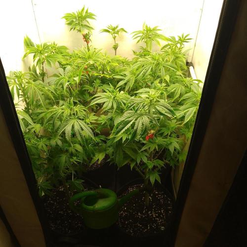 Sticky Broccoli Eternity GrowCup2026. Week 7