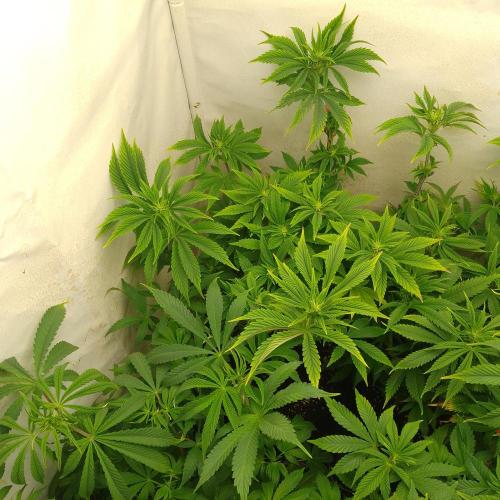 Sticky Broccoli Eternity GrowCup2026. Week 7