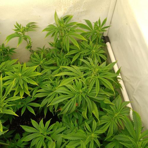 Sticky Broccoli Eternity GrowCup2026. Week 7