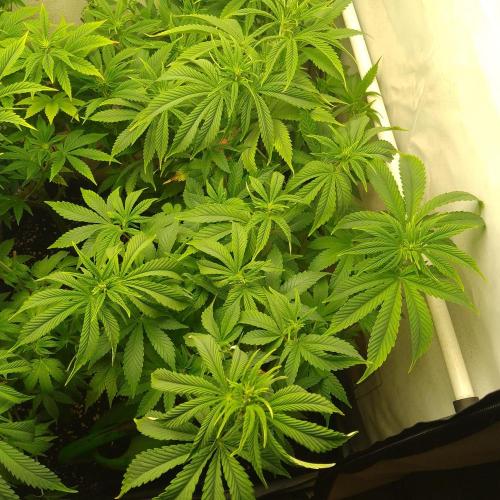 Sticky Broccoli Eternity GrowCup2026. Week 7