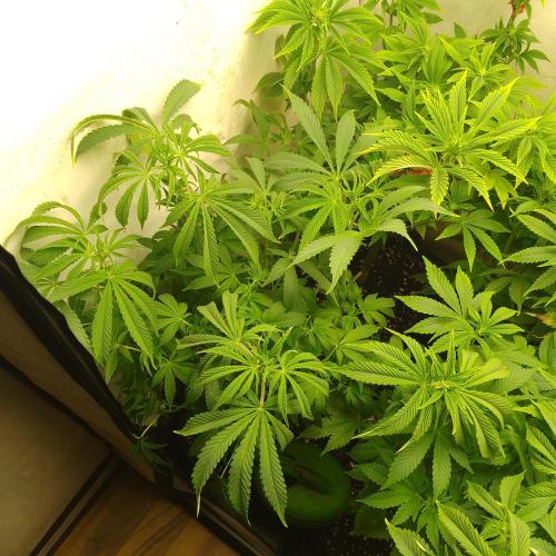 Sticky Broccoli Eternity GrowCup2026. Week 7