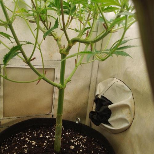 Sticky Broccoli Eternity GrowCup2026. Week 7