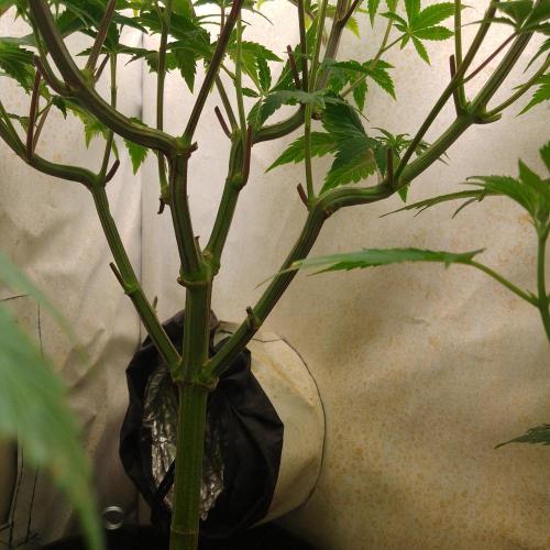 Sticky Broccoli Eternity GrowCup2026. Week 7