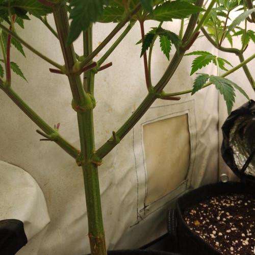 Sticky Broccoli Eternity GrowCup2026. Week 7