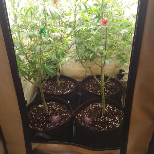 Sticky Broccoli Eternity GrowCup2026. Week 7