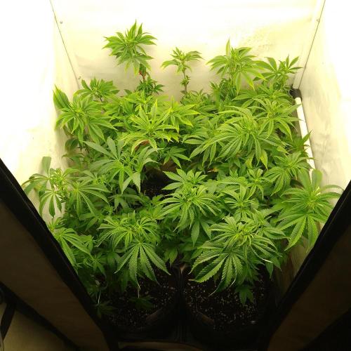 Sticky Broccoli Eternity GrowCup2026. Week 7