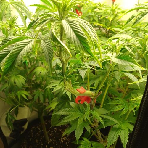 Sticky Broccoli Eternity GrowCup2026. Week 7