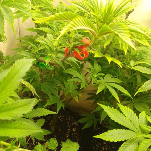 Sticky Broccoli Eternity GrowCup2026. Week 7