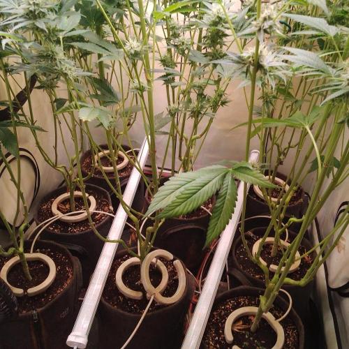 Black Cherry Cookies. Week 7