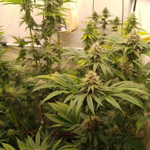 Black Cherry Cookies. Week 7