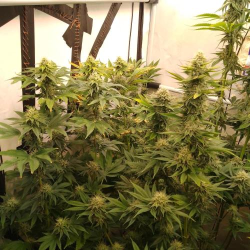 Black Cherry Cookies. Week 7
