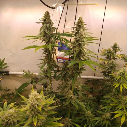 Black Cherry Cookies. Week 7