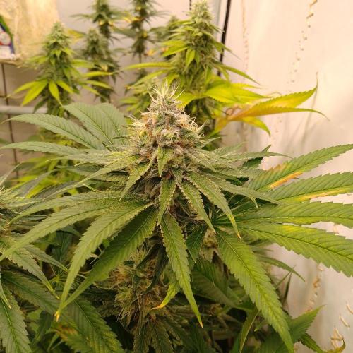 Black Cherry Cookies. Week 7