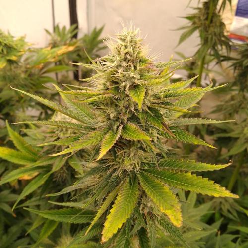 Black Cherry Cookies. Week 7