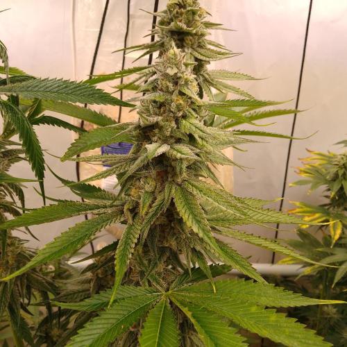 Black Cherry Cookies. Week 7