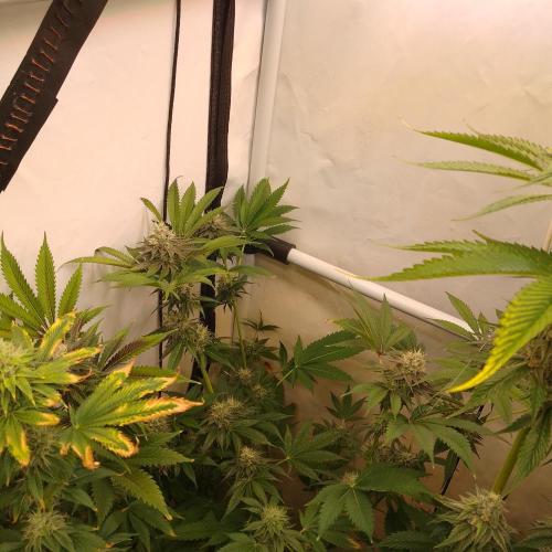 Black Cherry Cookies. Week 7