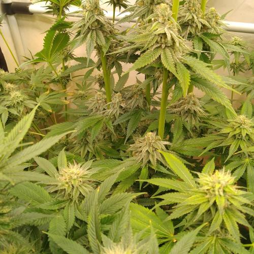 Black Cherry Cookies. Week 7