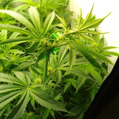 Sticky Broccoli Eternity GrowCup2026. Week 8