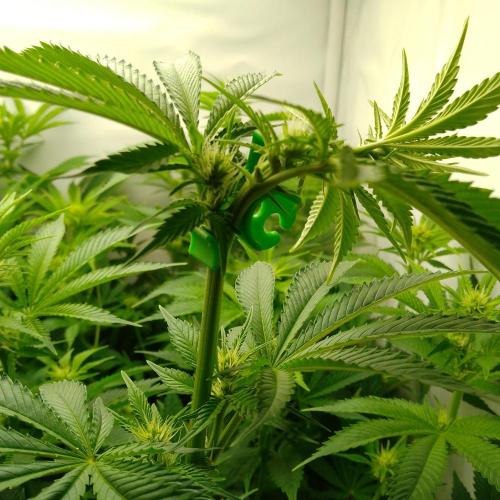 Sticky Broccoli Eternity GrowCup2026. Week 8