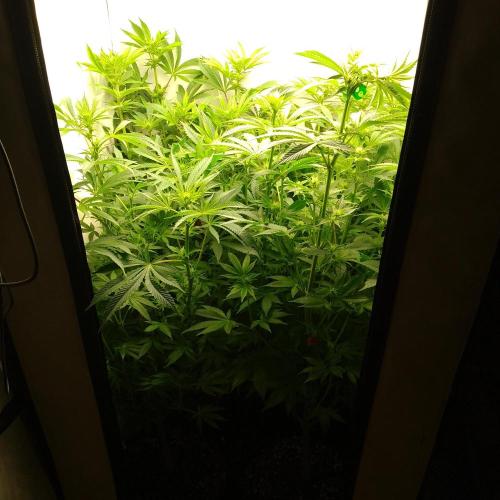 Sticky Broccoli Eternity GrowCup2026. Week 8