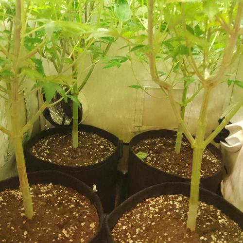 Sticky Broccoli Eternity GrowCup2026. Week 8